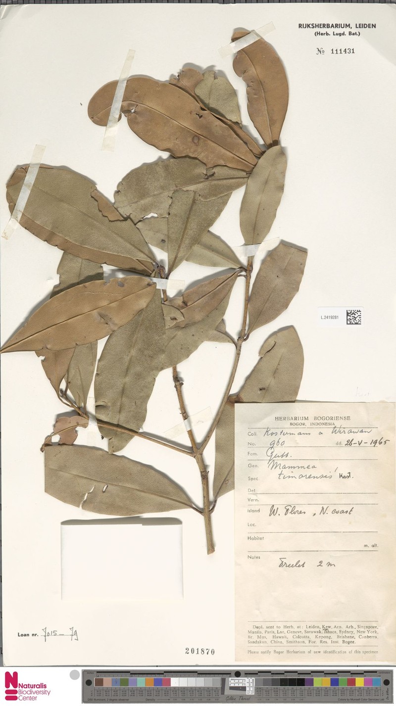 Mammea timorensis