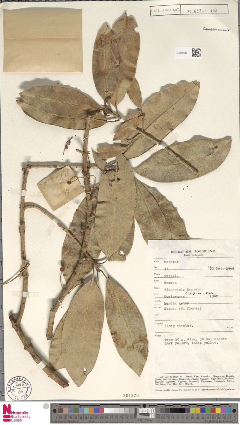 Mammea timorensis photo 2