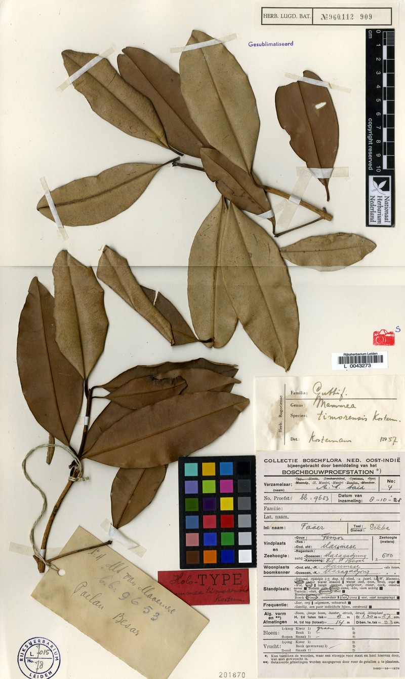 Mammea timorensis photo 3