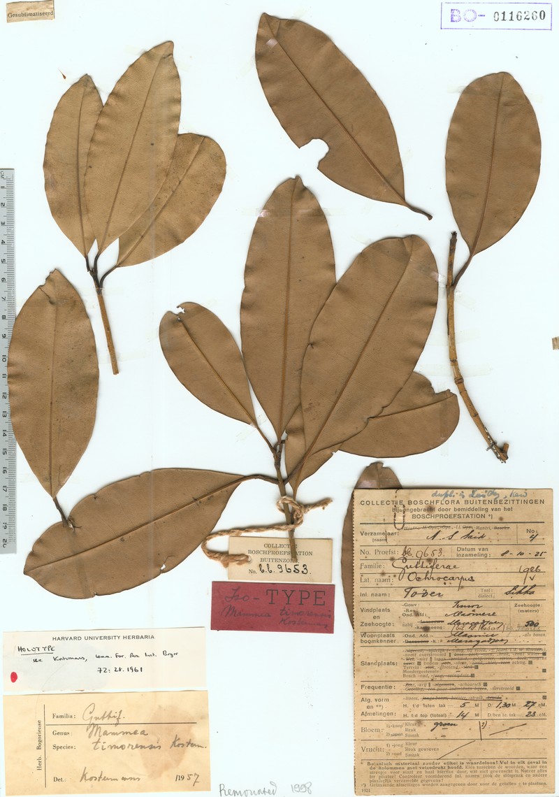 Mammea timorensis photo 4