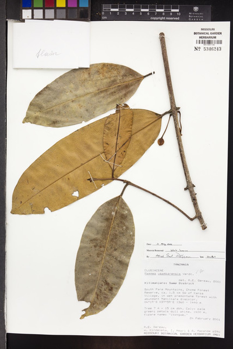 Mammea usambarensis
