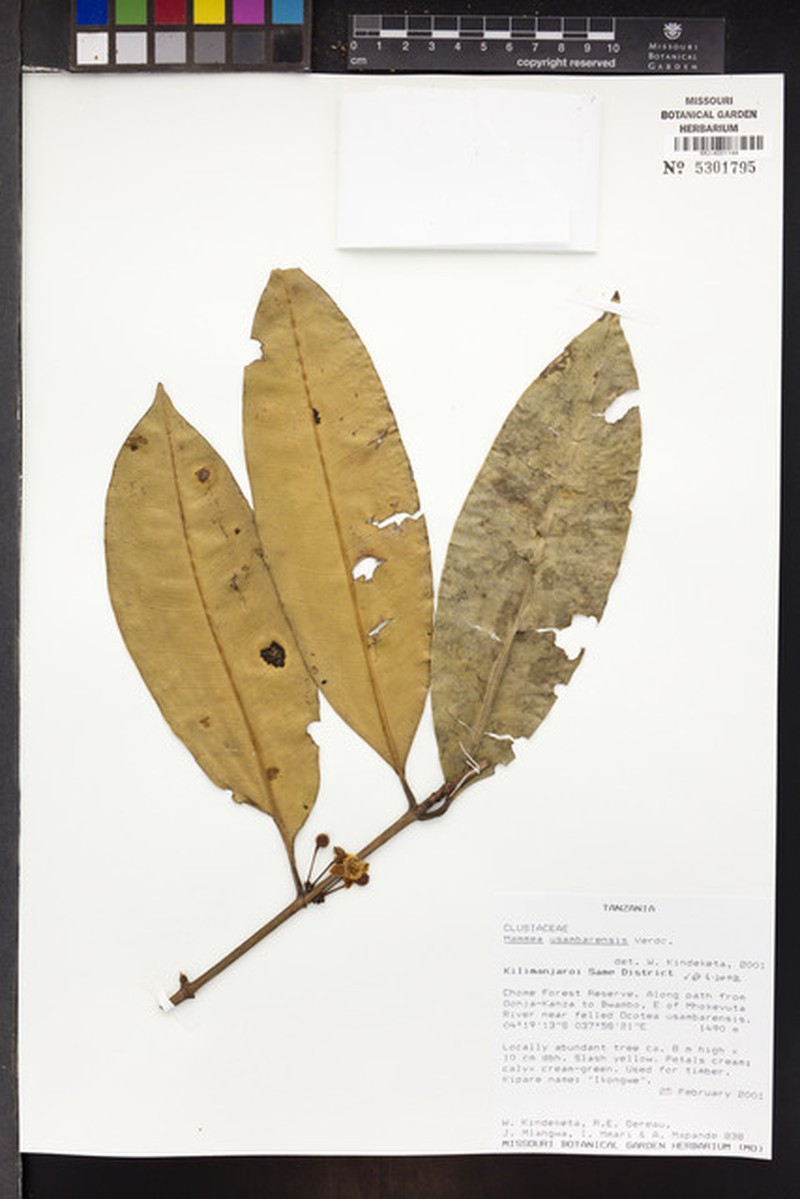 Mammea usambarensis photo 2