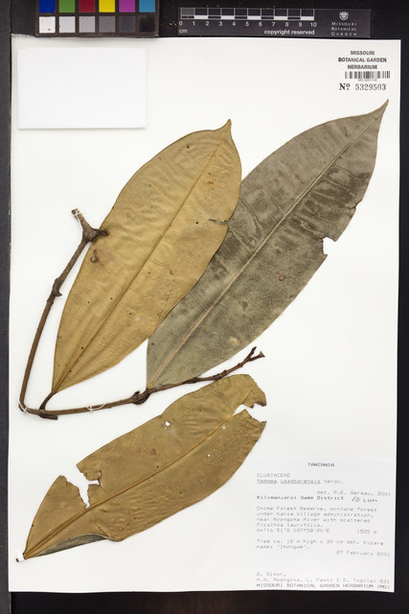 Mammea usambarensis photo 4