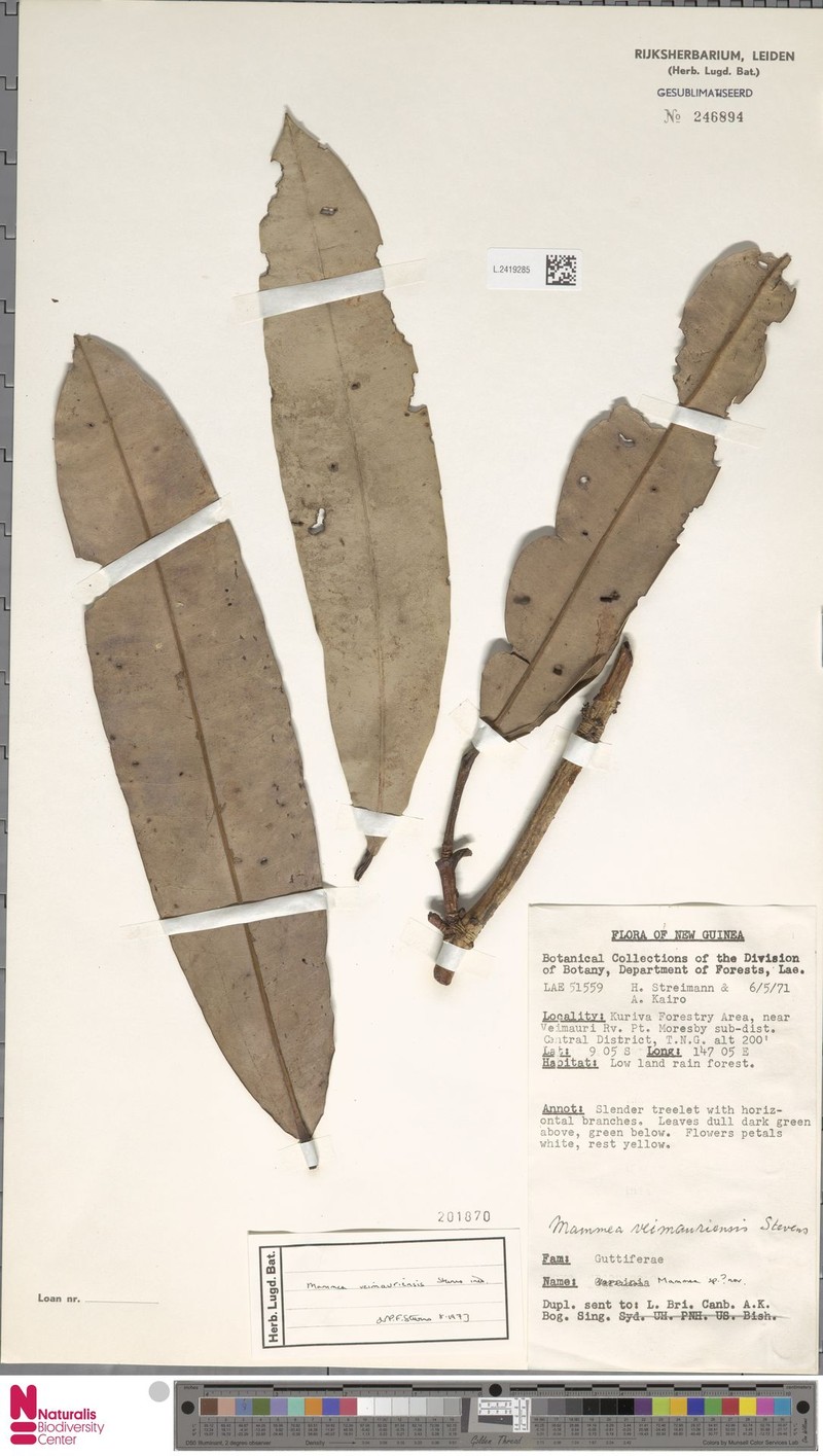 Mammea veimauriensis