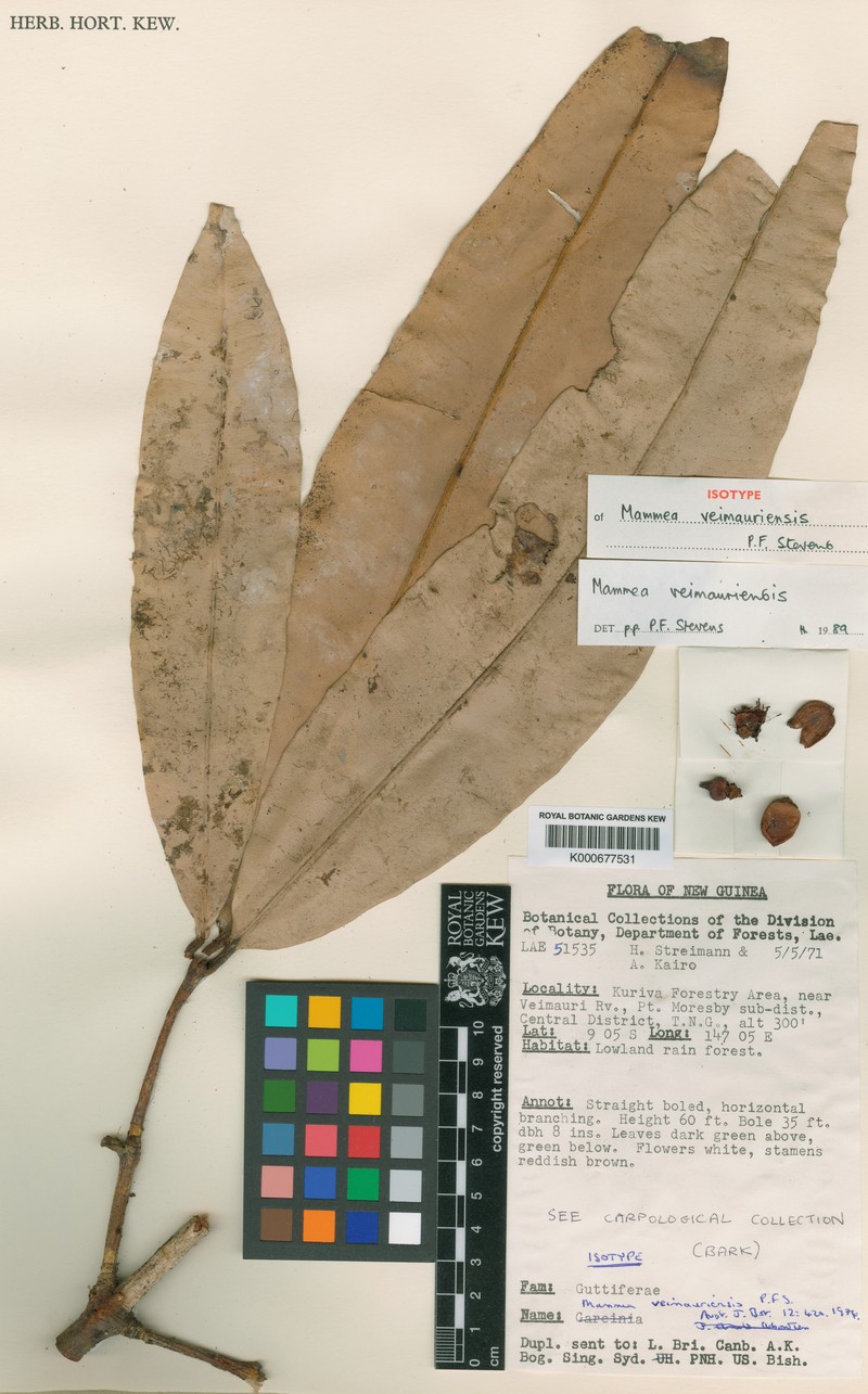 Mammea veimauriensis photo 2
