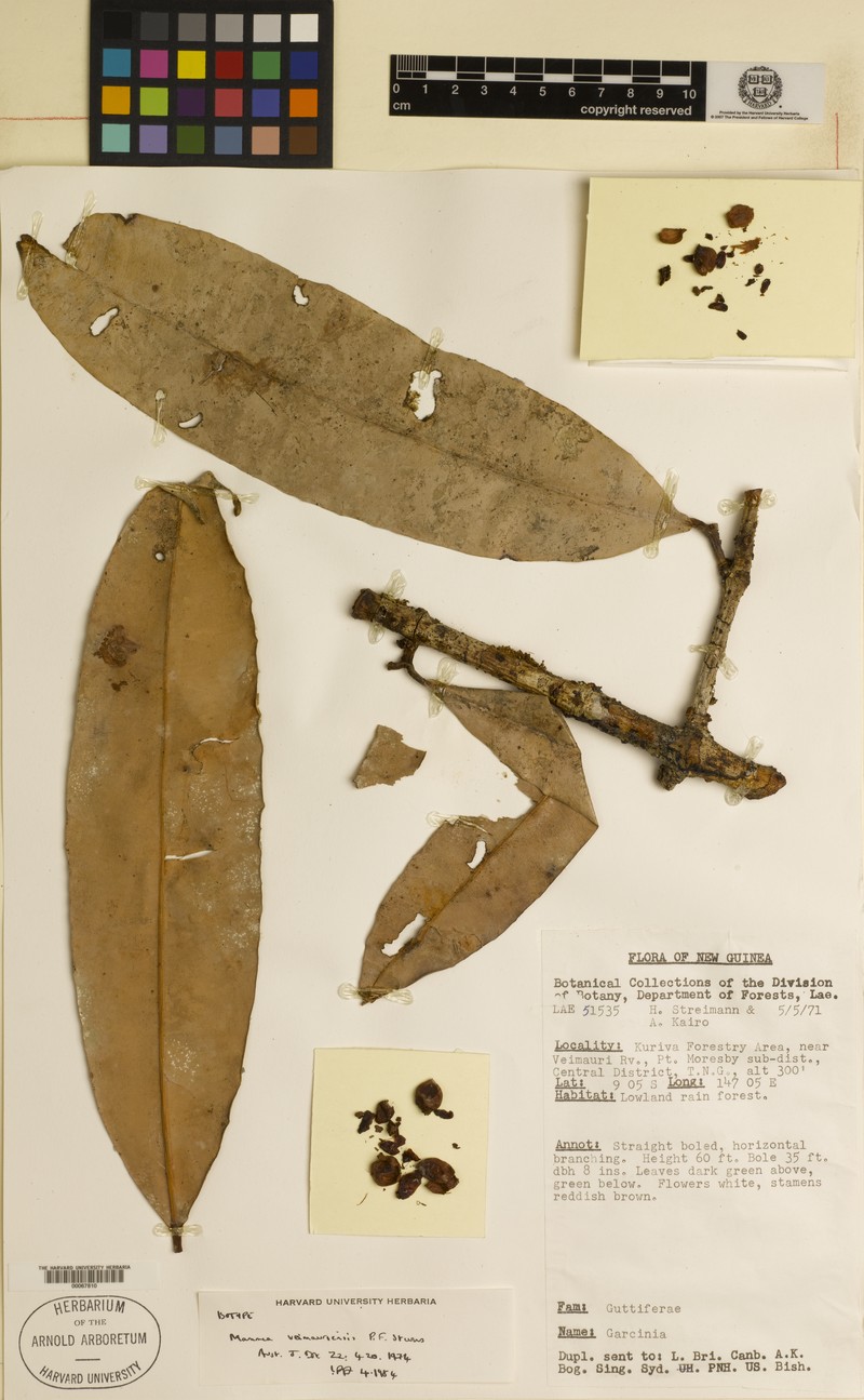 Mammea veimauriensis photo 3