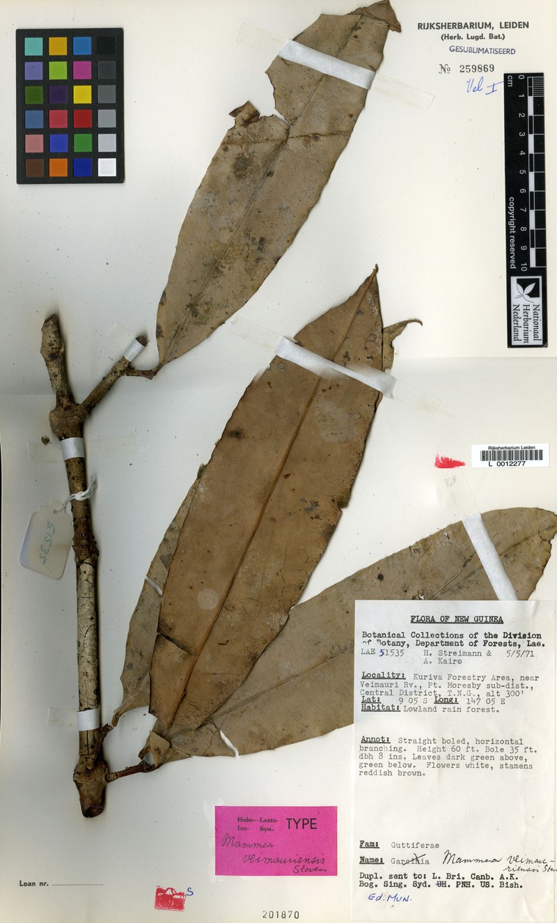 Mammea veimauriensis photo 4