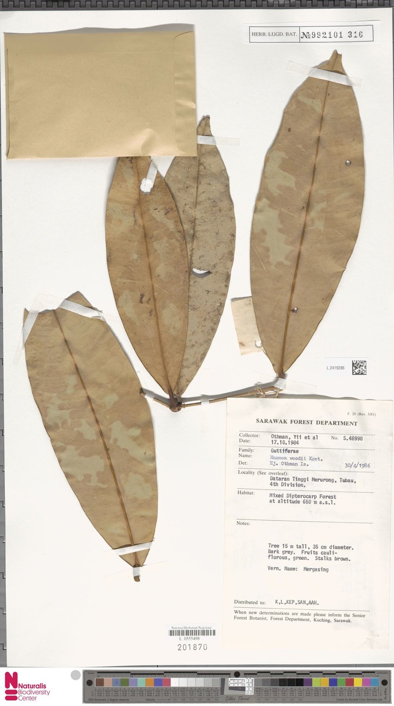 Mammea woodii