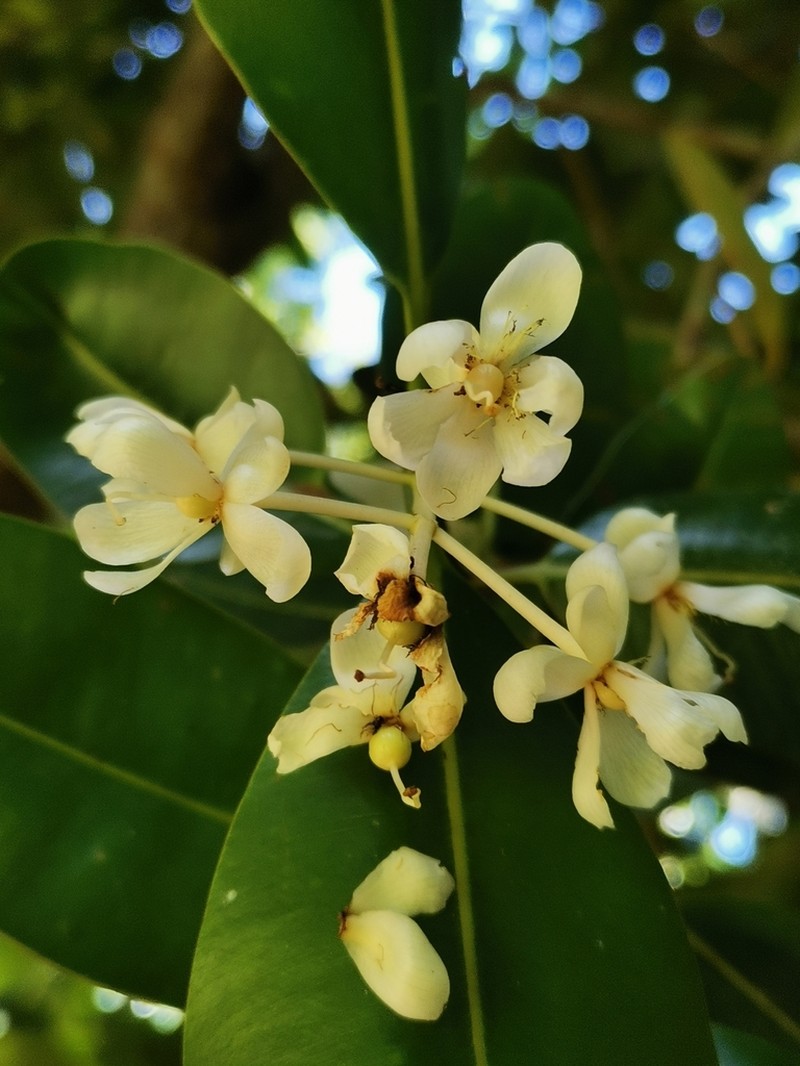 Mammea yunnanensis