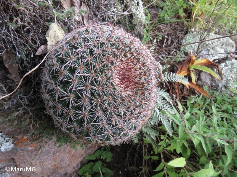 Mammillaria ariasii