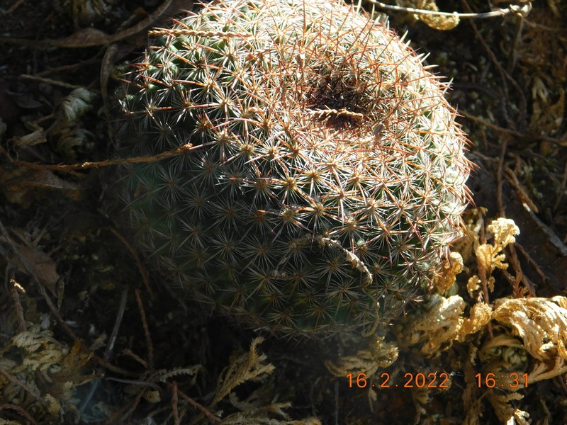 Mammillaria ariasii photo 2