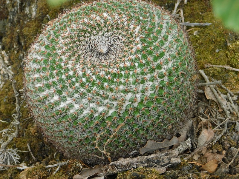 Mammillaria ariasii photo 3