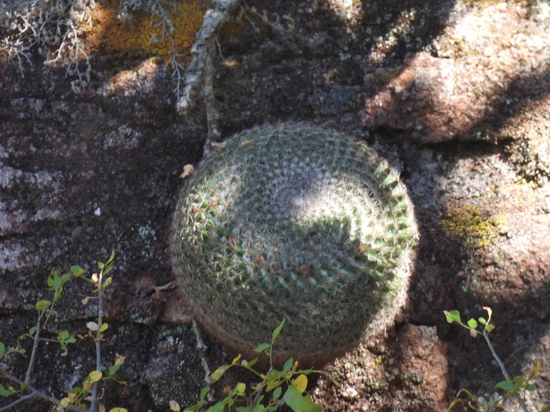 Mammillaria ariasii photo 5
