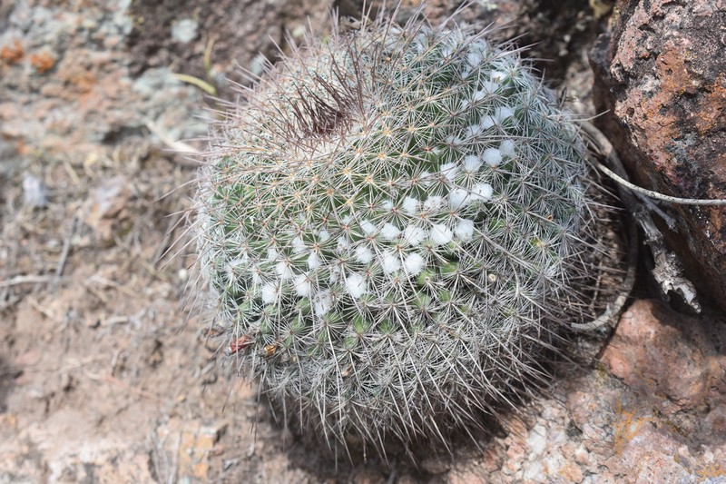 Mammillaria ariasii photo 6