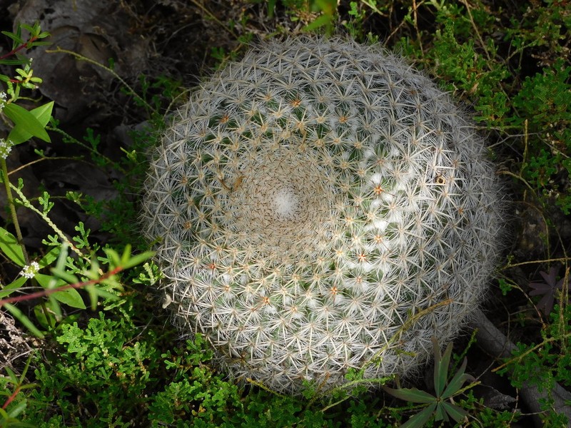 Mammillaria ariasii photo 7