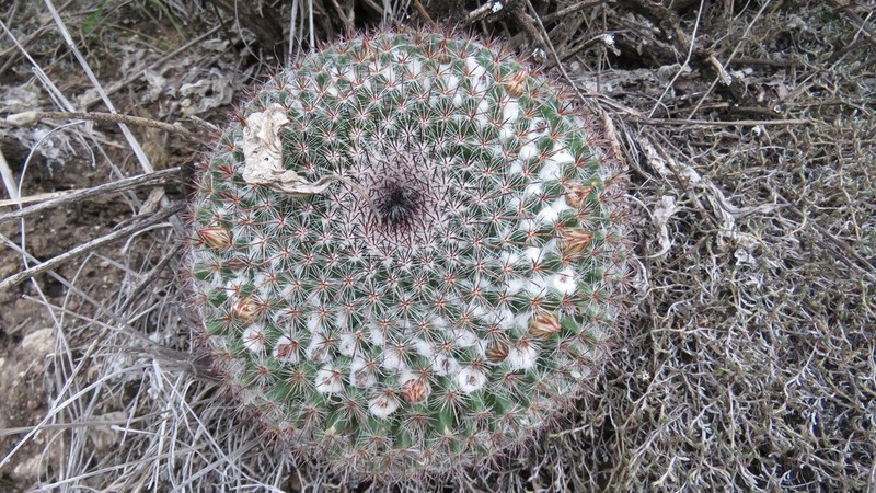 Mammillaria ariasii photo 8