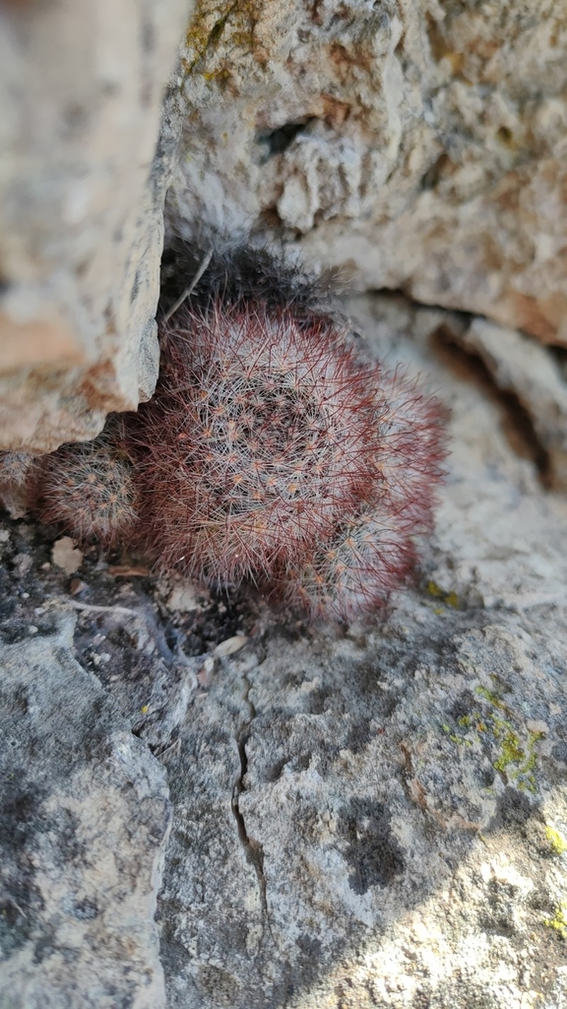 Mammillaria arreolae photo 2