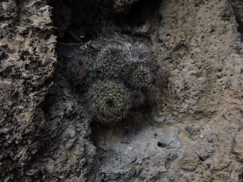 Mammillaria arreolae photo 3