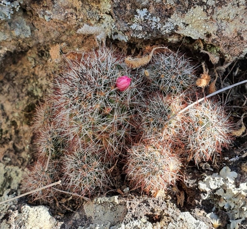 Mammillaria arreolae photo 4