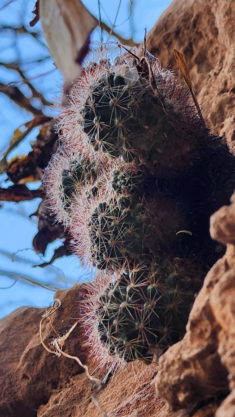 Mammillaria arreolae photo 5