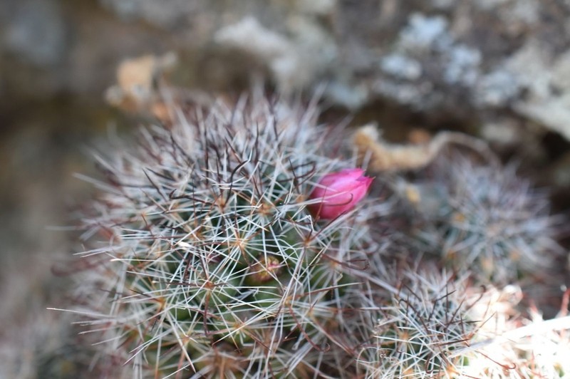 Mammillaria arreolae photo 6