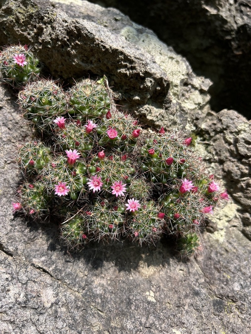 Mammillaria arreolae photo 7