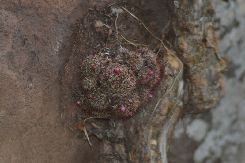 Mammillaria arreolae photo 8