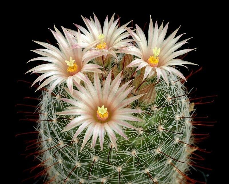 Greenflower Nipple Cactus