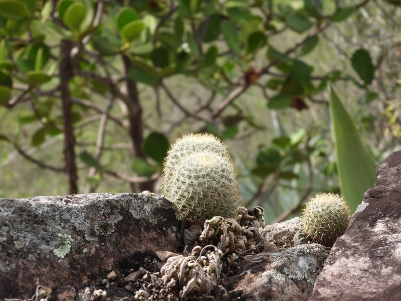 Mammillaria columbiana subsp. columbiana