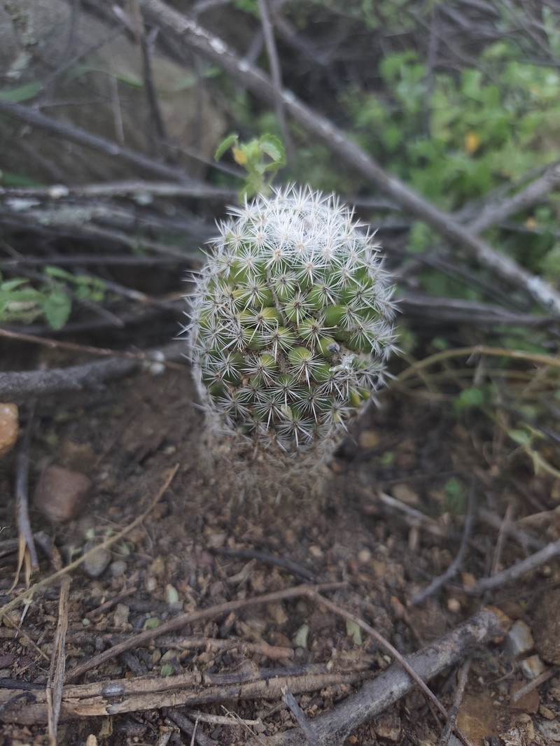 Mammillaria columbiana subsp. columbiana photo 2