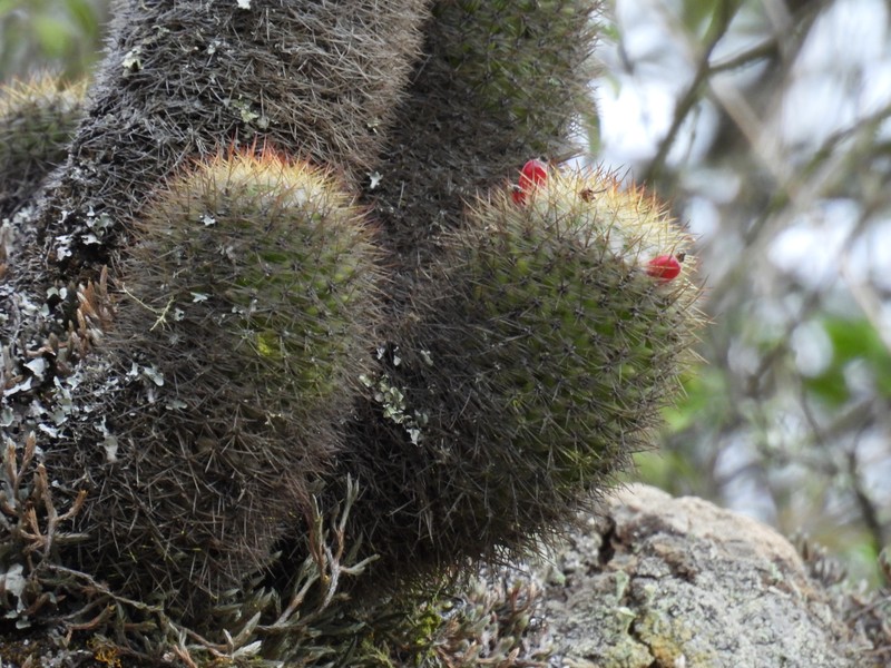 Mammillaria columbiana subsp. columbiana photo 3