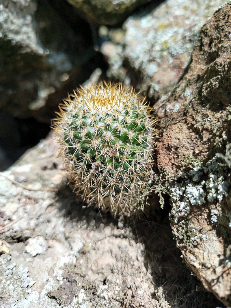 Mammillaria columbiana subsp. columbiana photo 4