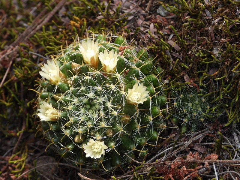 Mammillaria crinita subsp. crinita