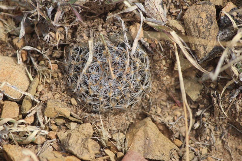 Mammillaria crinita subsp. crinita photo 2