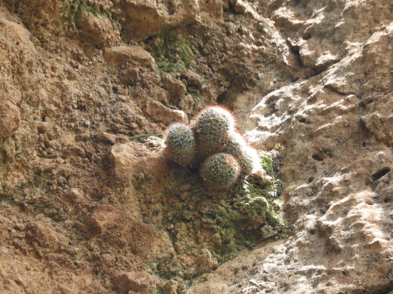 Mammillaria crinita subsp. crinita photo 3