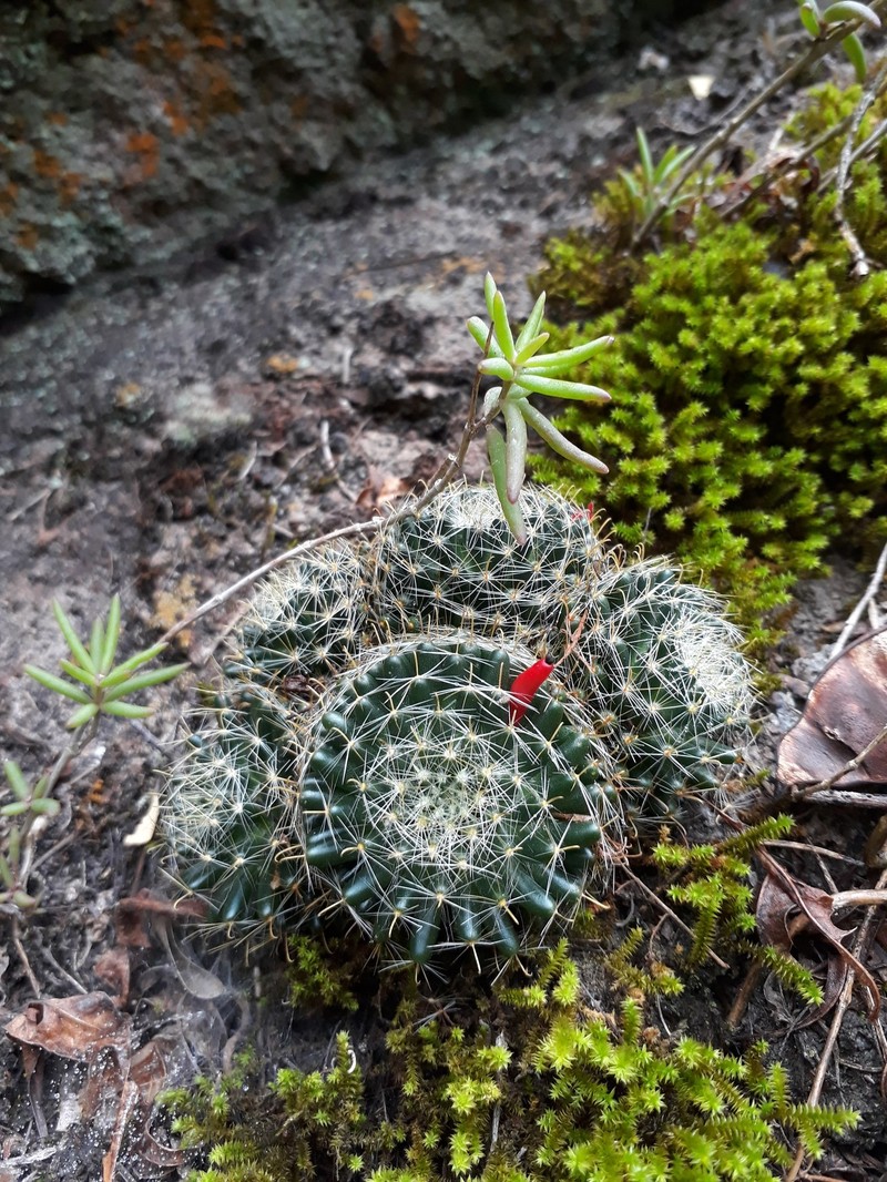 Mammillaria crinita subsp. crinita photo 4