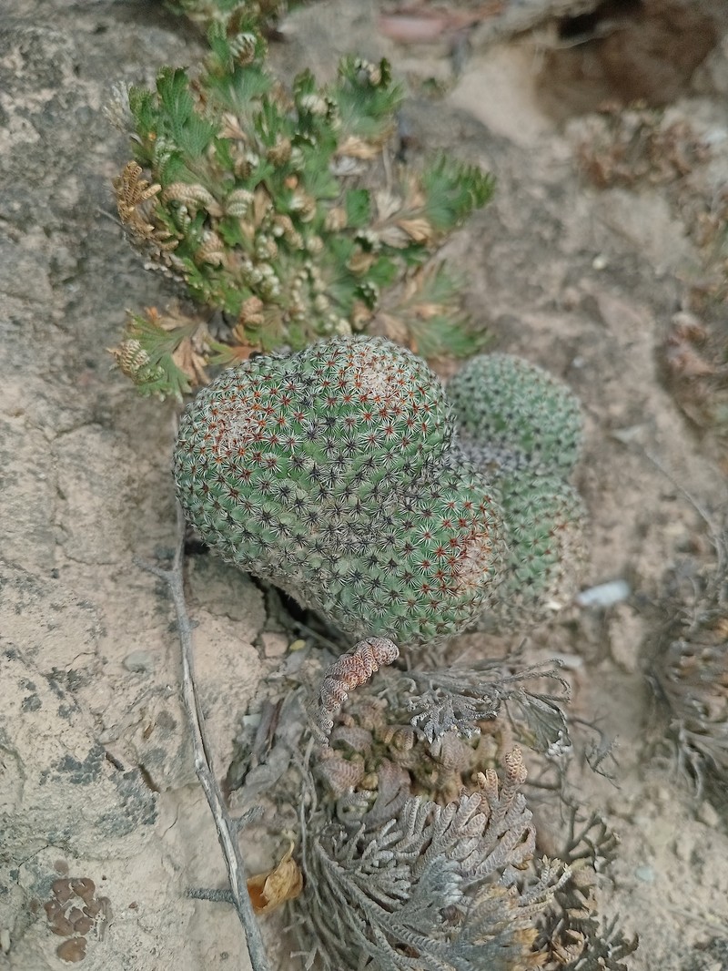 Mammillaria crucigera subsp. crucigera