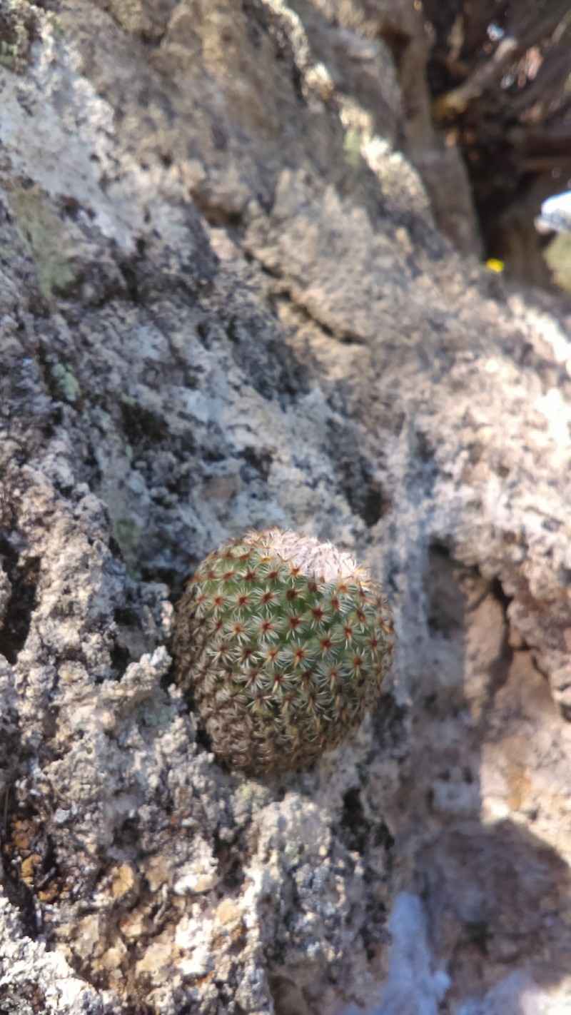 Mammillaria crucigera subsp. crucigera photo 2