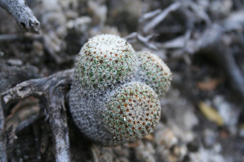 Mammillaria crucigera subsp. crucigera photo 3