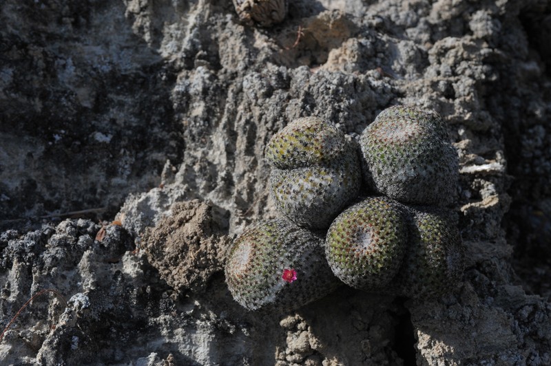 Mammillaria crucigera subsp. crucigera photo 4