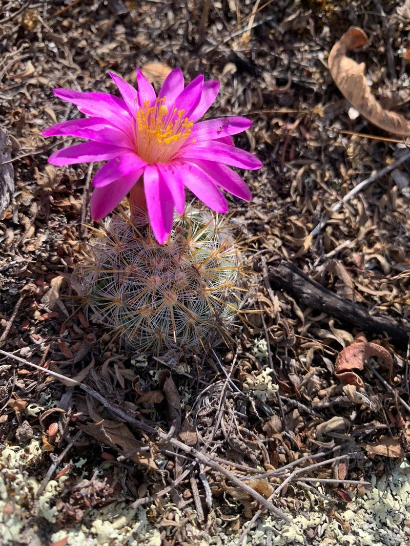 Mammillaria deherdtiana subsp. deherdtiana