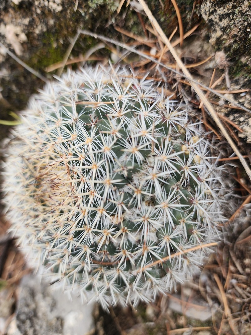 Mammillaria formosa subsp. formosa