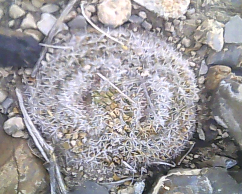 Mammillaria formosa subsp. formosa photo 2