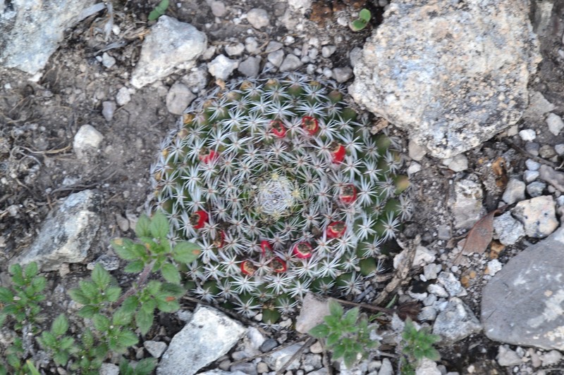 Mammillaria formosa subsp. formosa photo 3