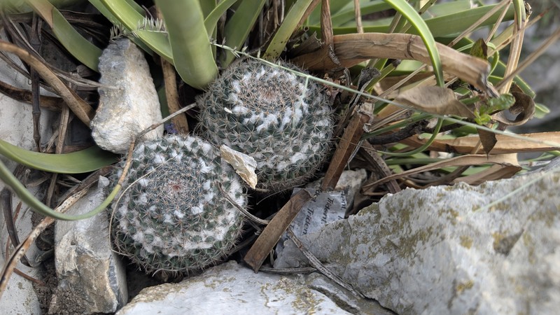 Mammillaria formosa subsp. formosa photo 4