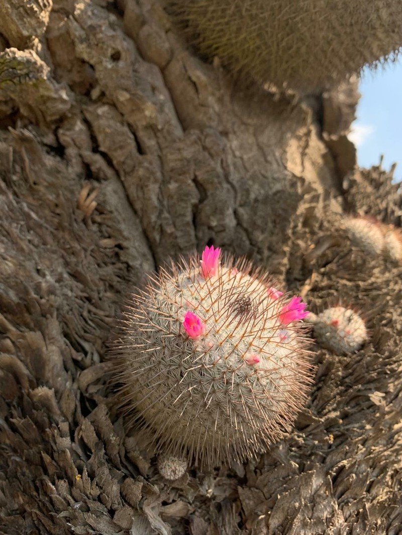 Mammillaria haageana subsp. haageana