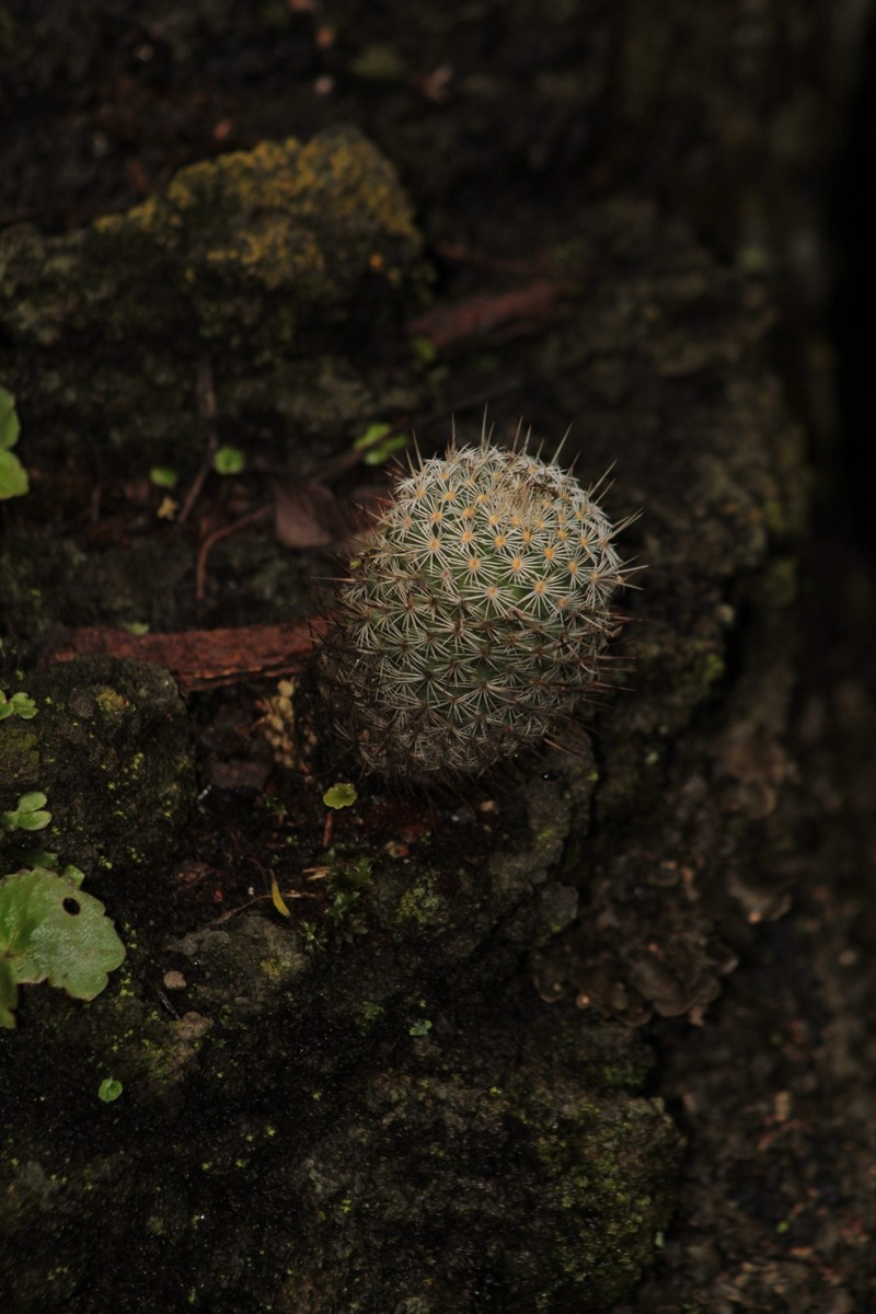 Mammillaria haageana subsp. haageana photo 2
