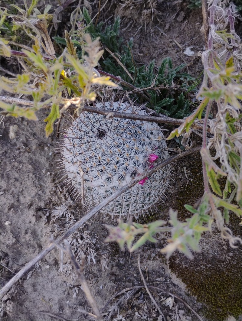 Mammillaria haageana subsp. haageana photo 3