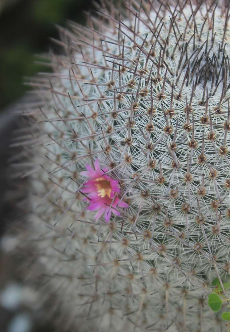 Mammillaria haageana subsp. haageana photo 4