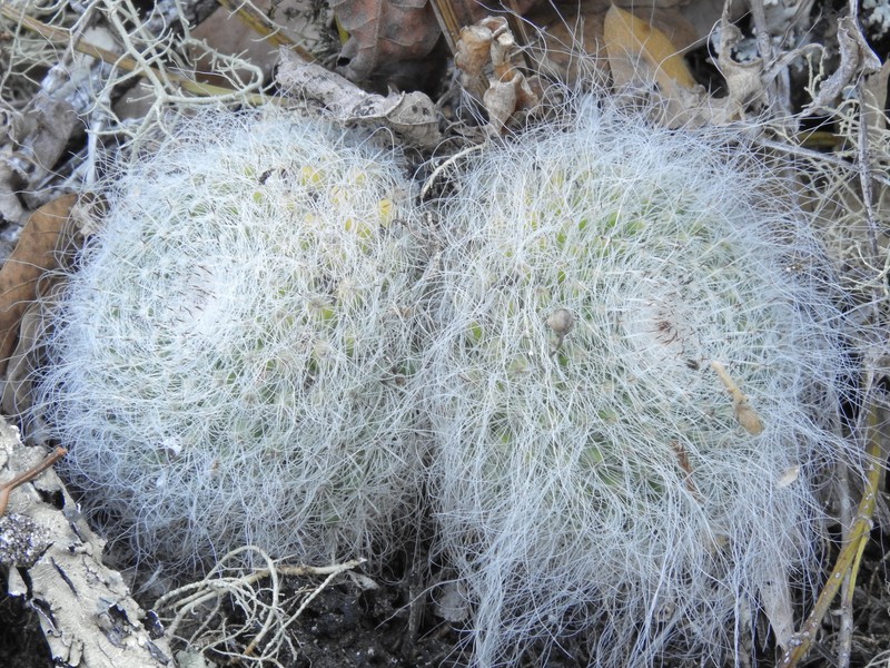 Mammillaria hahniana subsp. hahniana